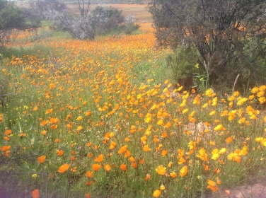 Namaqualand - daisies